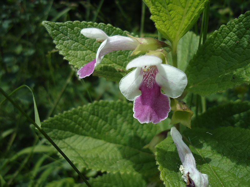 File:Atlas roslin pl Miodownik melisowaty 196 7403.jpg