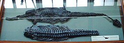 Casts of the referred specimen NHMUK PV OR 40140 which was previously considered a type for Plesiosaurus laticeps, Natural History Museum Attenborosaurus conybearei 1.JPG