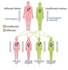 BRCA mutations are inherited in a genetically dominant fashion, from either parent. Autodominant en.svg