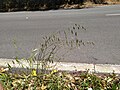 Thumbnail for File:Avena sterilis roadside.jpg