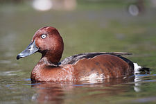 Cigányréce (Aythya nyroca)