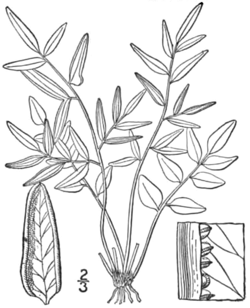 File:BB-0076 Pellaea atropurpurea.png