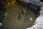 Thumbnail for File:Baby Sharks (113710685).jpg