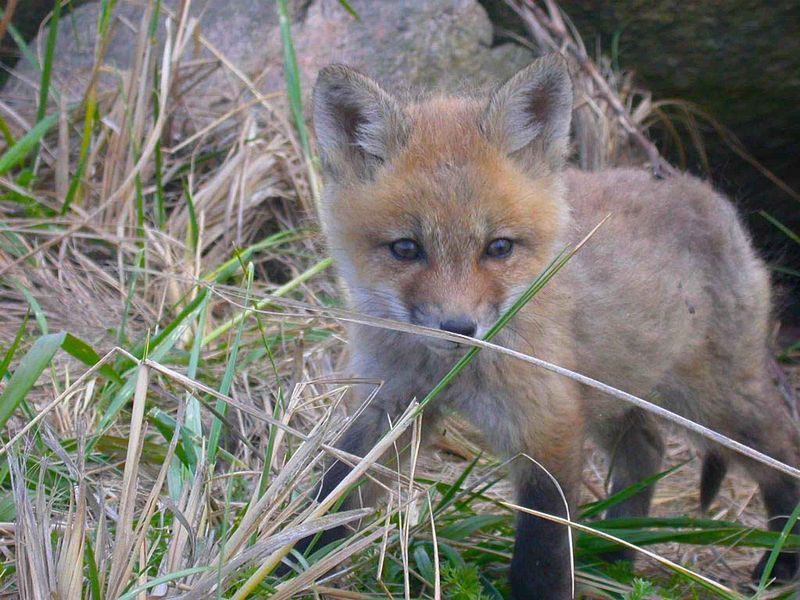 File:Baby red fox vulpes vulpes.jpg