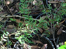 Backhousia oligantha raintrees.jpg