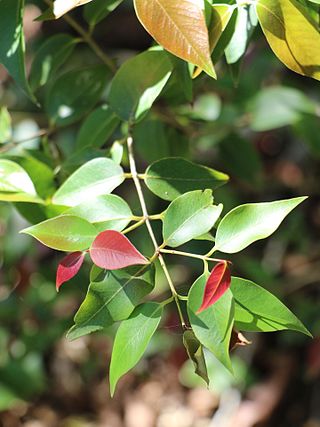 <i>Backhousia tetraptera</i> Species of plant in the family Myrtaceae