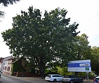 Oak at the school yard