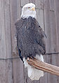 Bald Eagle Haliaeetus leucocephalus Front 1900px.jpg