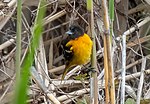 Thumbnail for File:Baltimore oriole in PP (63821).jpg