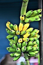 Banana Species in Thailand