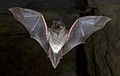Morcego das fragas voando.