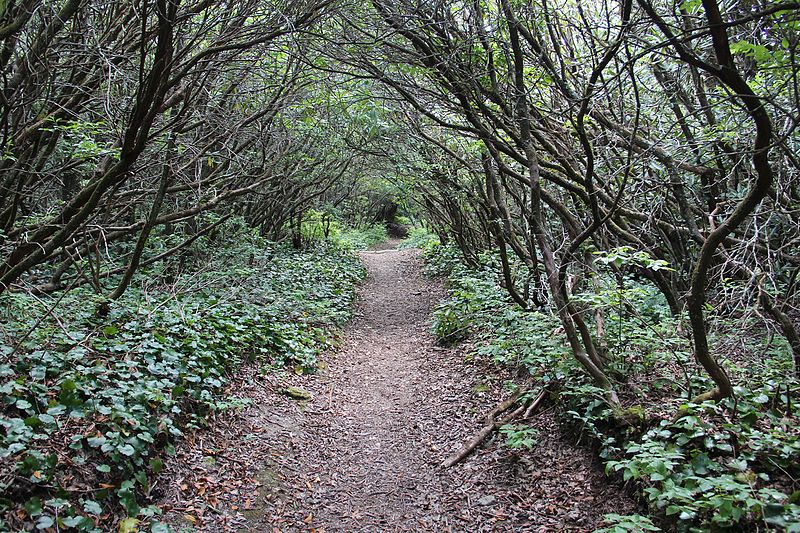 File:Bartram Trail on Rabun Bald 2, July 2016.jpg