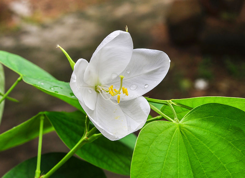 File:Bauhinia acuminata 15072014.jpg