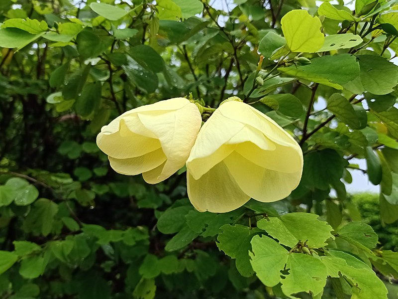File:Bauhinia tomentosa - Yellow Orchid flowers.jpg