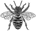 Bee (PSF).png
