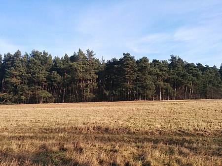 Beetzer Heide