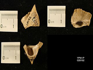 <i>Belosaepia</i> Extinct genus of molluscs