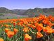 Blue Ridge Berryessa Natural Area