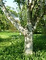 Betula luminifera arboretum Breuil 2.jpg