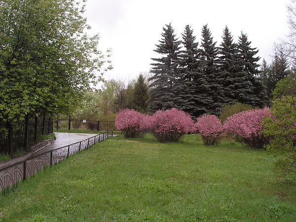 Spring time at the Irkutsk Botanic Garden. The pink blooming bushes in the middle are a relic plant, Prunus pedunculata. Picea pungens trees are seen 