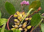 Bifrenaria tyrianthina plant.jpg