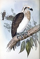 Pandion leucocephalus