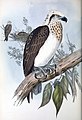 illustration by Gould and Richter Birds of Australia 1848