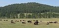 Bison grazing at Wind Cave.jpg