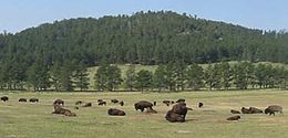 Bison paissant à Wind Cave.jpg