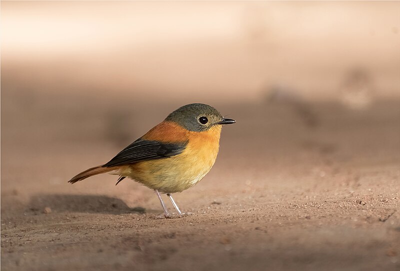 File:Black-and-orange flycatcher.jpg