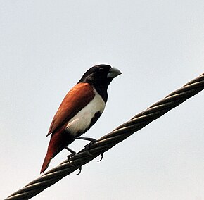 Beskrivelse av Black-headed Munia I image IMG 7747.jpg.