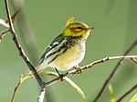 Thumbnail for File:Black-throated green warbler (47059).jpg