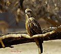 Black Kite (6951496173) .jpg