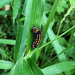 幼虫（黒色型）愛知県産