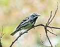 Thumbnail for File:Black and white warbler in CP (43110).jpg