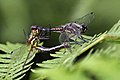 * Nomination Black darters (Sympetrum danae) about to mate --Charlesjsharp 08:55, 6 September 2021 (UTC) * Promotion  Support Good quality. --Poco a poco 10:53, 6 September 2021 (UTC)