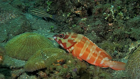 Eungkôt geurapèe bungong kala di Seulat Lembeh, Manado (rayek gamba: 3.975 × 2.235)