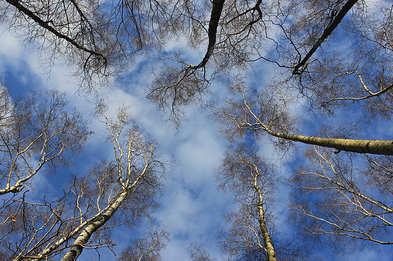 File:Blick in den Himmel..IMG 6410OB.jpg