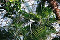 Bloedel exotic plants.jpg