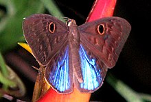 Blauflügeliges Eurybien, Costa Rica.jpg