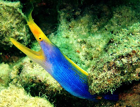 Blue ribbon Eel fish on Pom Pom Island, Celebes resort, Sabah.jpg