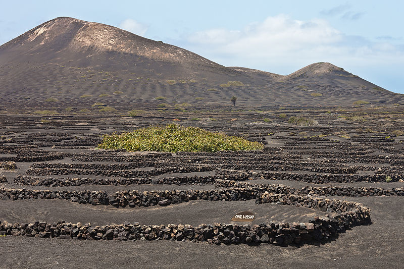 File:Bodega Suárez - Diama - La Geria - Lanzarote - BS05.jpg