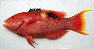 <i>Bodianus perditio</i> Species of fish