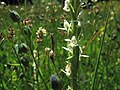 Platanthera leucostachys