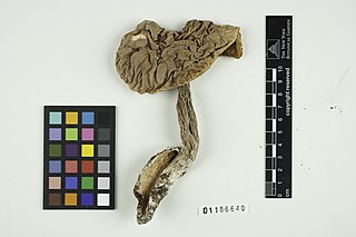 <i>Boletus pinetorum</i> Species of fungus