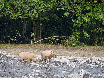 Bornean Bearded Pig (14839594818).jpg