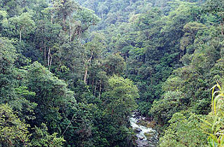 <span class="mw-page-title-main">Podocarpus National Park</span> Region of southeastern Ecuador intersecting the Andes and Amazon