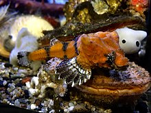 Bothragonus swanii Oregon Coast Aquarium.jpg