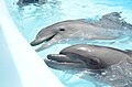Bottle-nosed dolphins at a local dolphinarium
