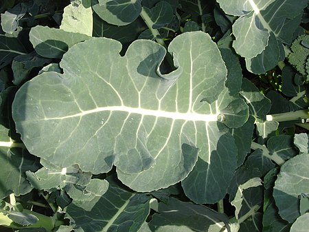 ไฟล์:Broccoli-leaf-big.jpg